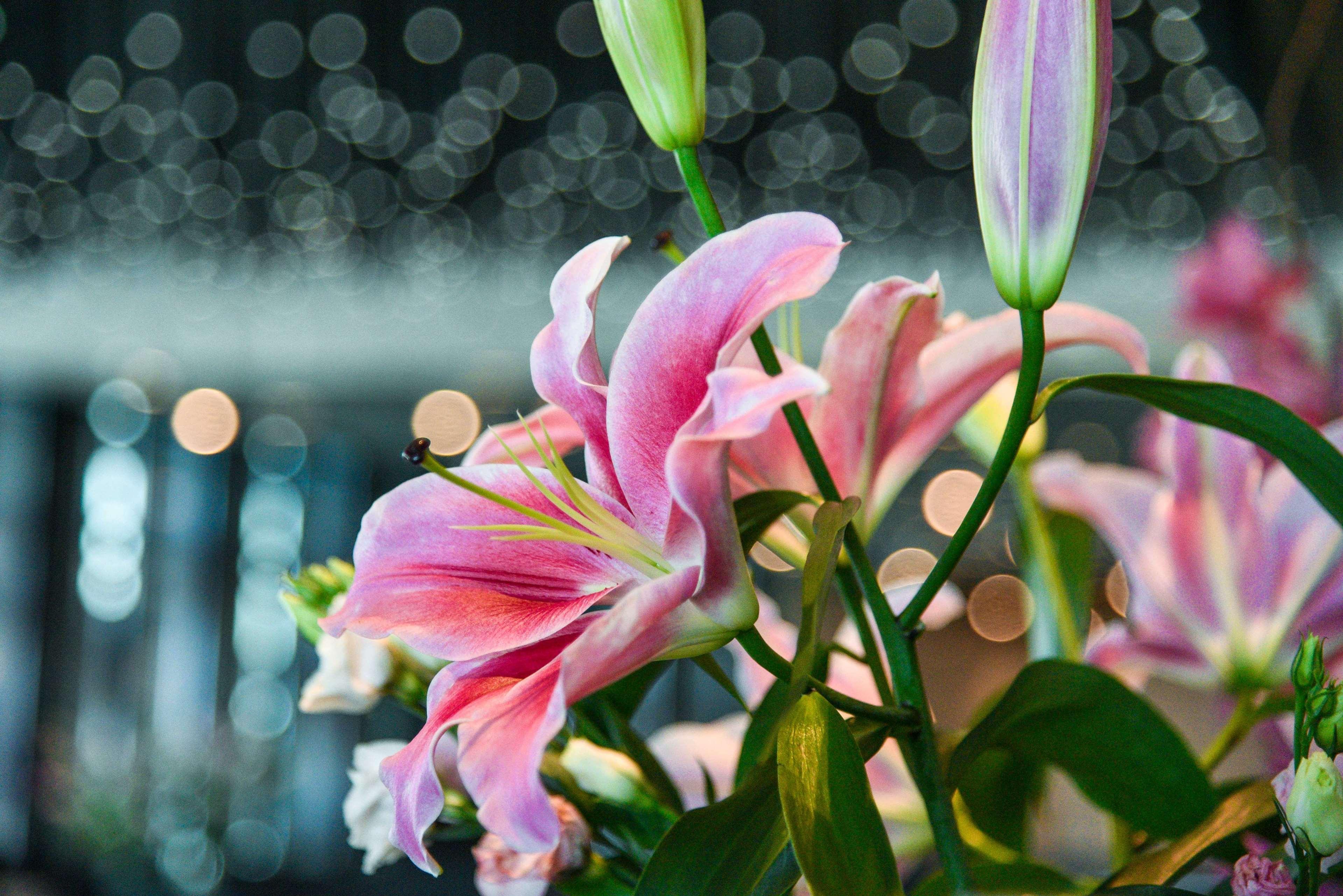 Park Hyatt Doha Hotel Екстериор снимка Lilium × hybridum